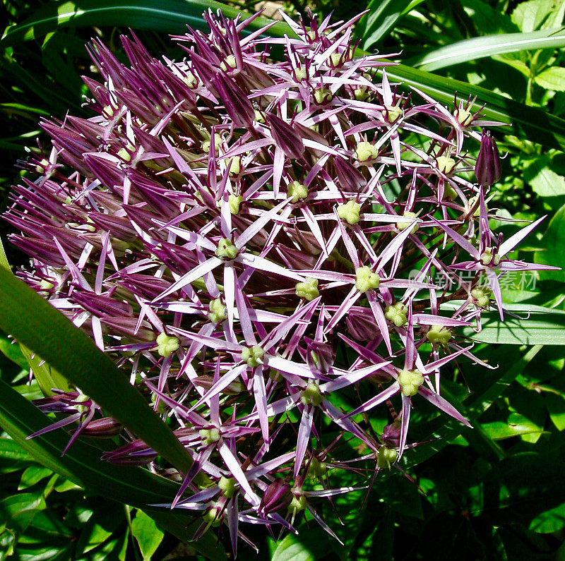 波斯之星特写(Allium Christophii)